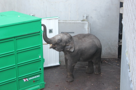 From construction site to theme park - Wildlands Adventure Zoo Emmen